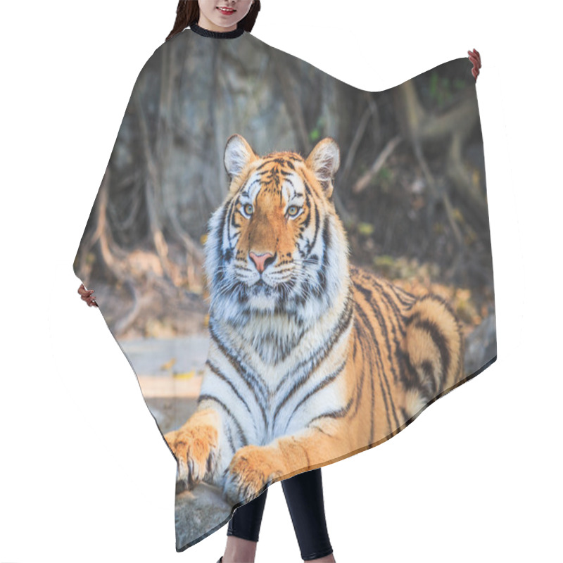 Personality  Bengal Tiger Hair Cutting Cape