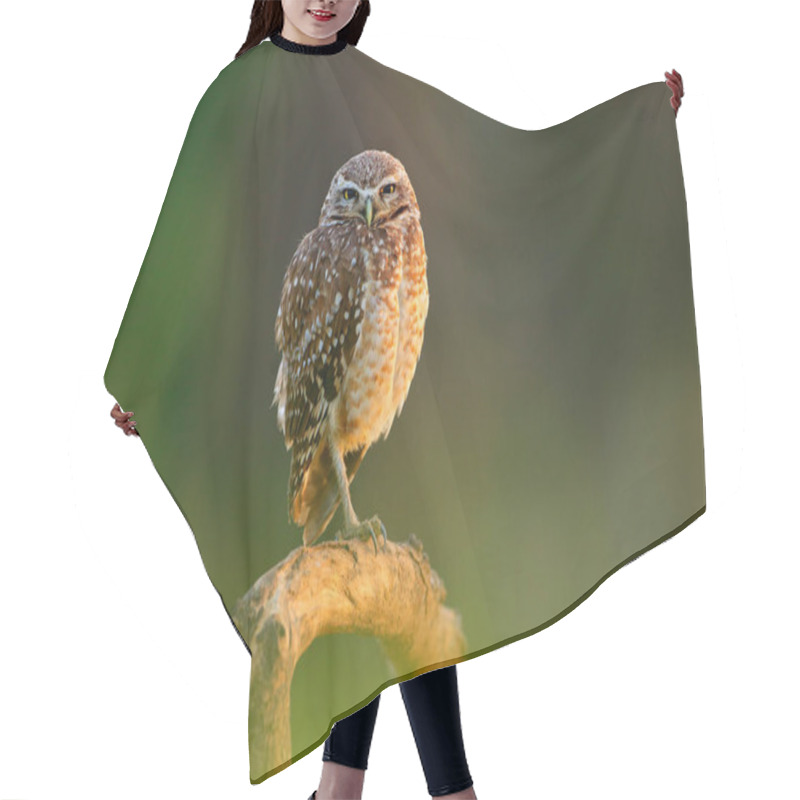 Personality  Brazil Little Owl In Nature Habitat Hair Cutting Cape