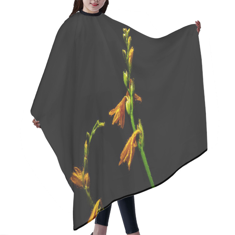 Personality  Beautiful Orange Lily Flowers And Buds On Green Stems Isolated On Black Background Hair Cutting Cape