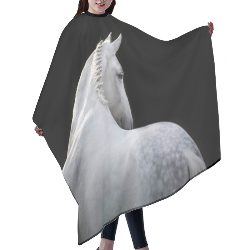 Personality  White Horse Portrait  Isolated On Black Background Hair Cutting Cape