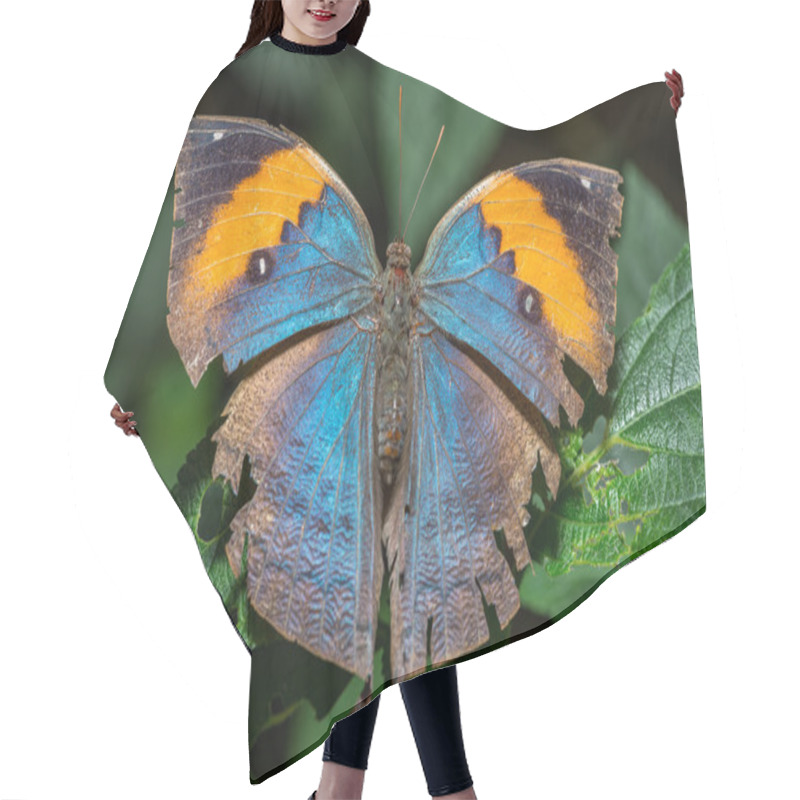 Personality  Leafwing Butterfly With Wings Open Hair Cutting Cape