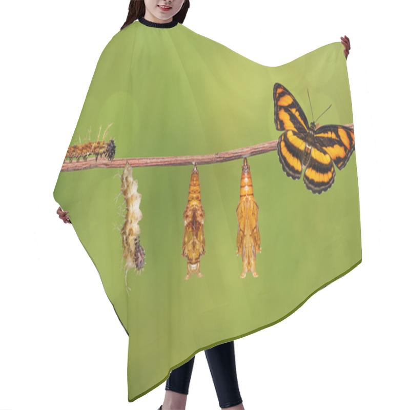 Personality  Life Cycle Of Colour Segeant Butterfly Hanging On Twig Hair Cutting Cape