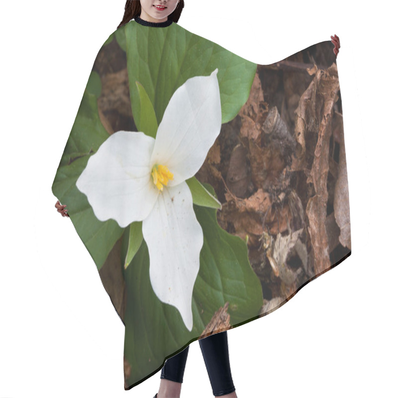 Personality  Forest Floor Large-flowered Trillium Hair Cutting Cape