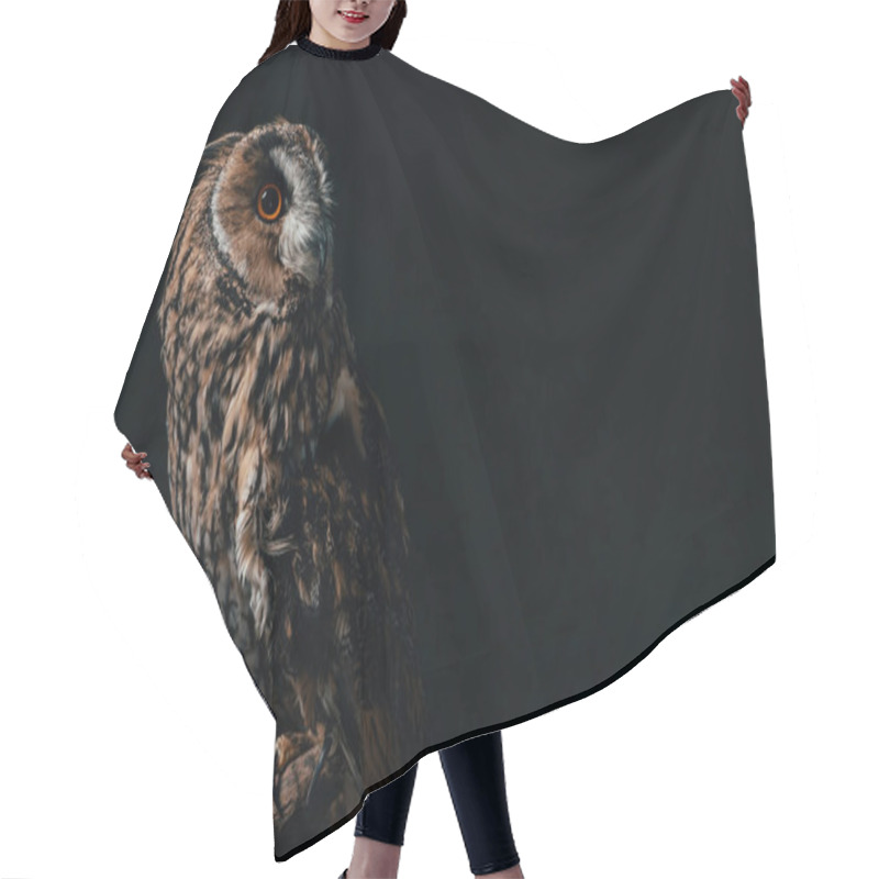 Personality  Wild Owl Sitting In Dark On Wooden Branch Isolated On Black With Copy Space Hair Cutting Cape