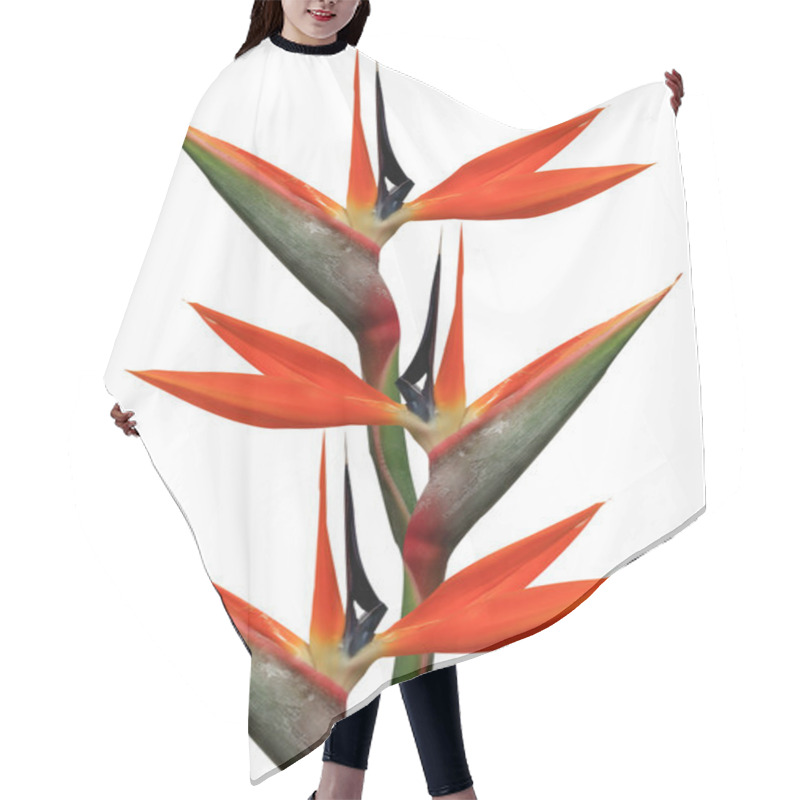 Personality  Bird Of Paradise Flowers Hair Cutting Cape