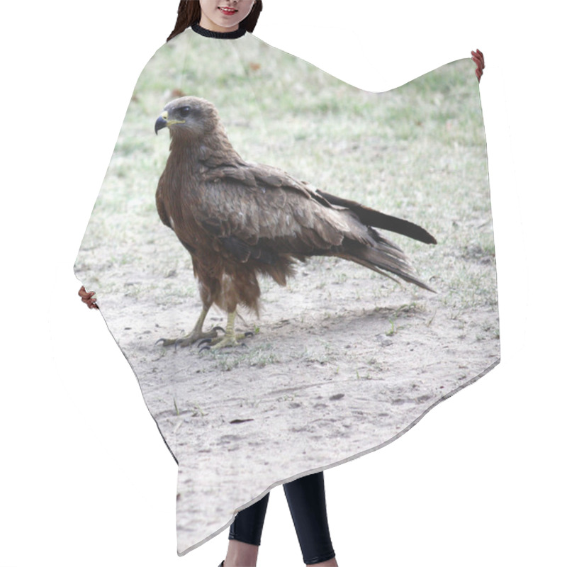 Personality  Black Kite (Milvus Migrans) Roaming On The Ground. Hair Cutting Cape