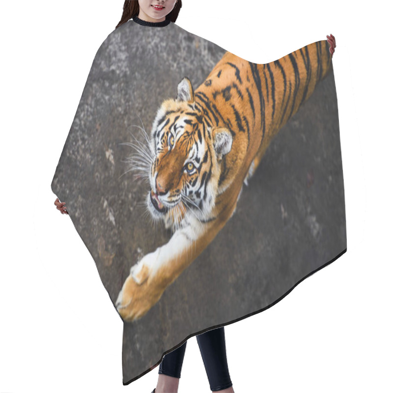 Personality  Beautiful  Tiger Animal On Background Hair Cutting Cape