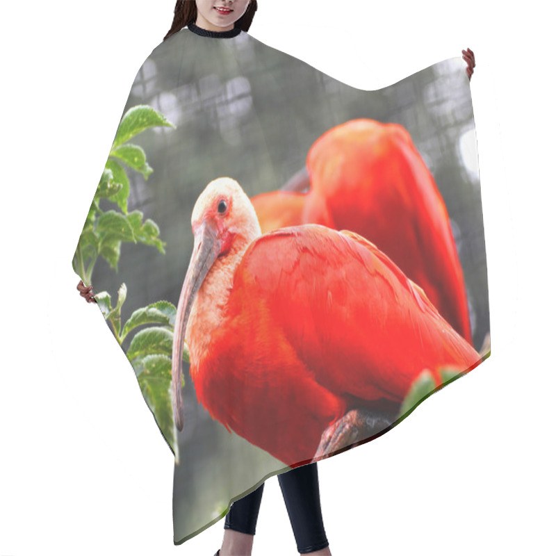 Personality  Red Ibis Bird With Very Vivid Plumage Hair Cutting Cape