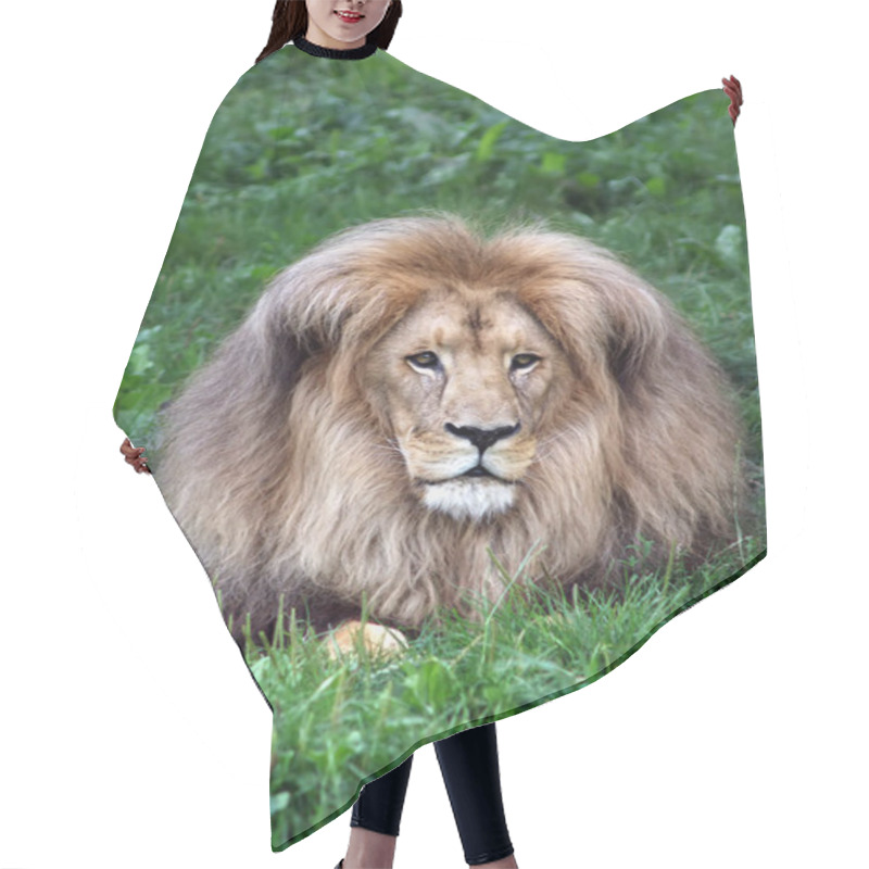 Personality  Portrait Of A Lion On A Background Of Green Grass. Lion Close-up. Looking Away. The Figure Of A Lion On A Background Of Green Grass. Hair Cutting Cape