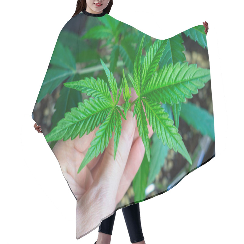 Personality  Woman's Hand Holding Cut Top Of Cannabis Plant From Topping Pruning Technique To Break Apical Dominance Hair Cutting Cape