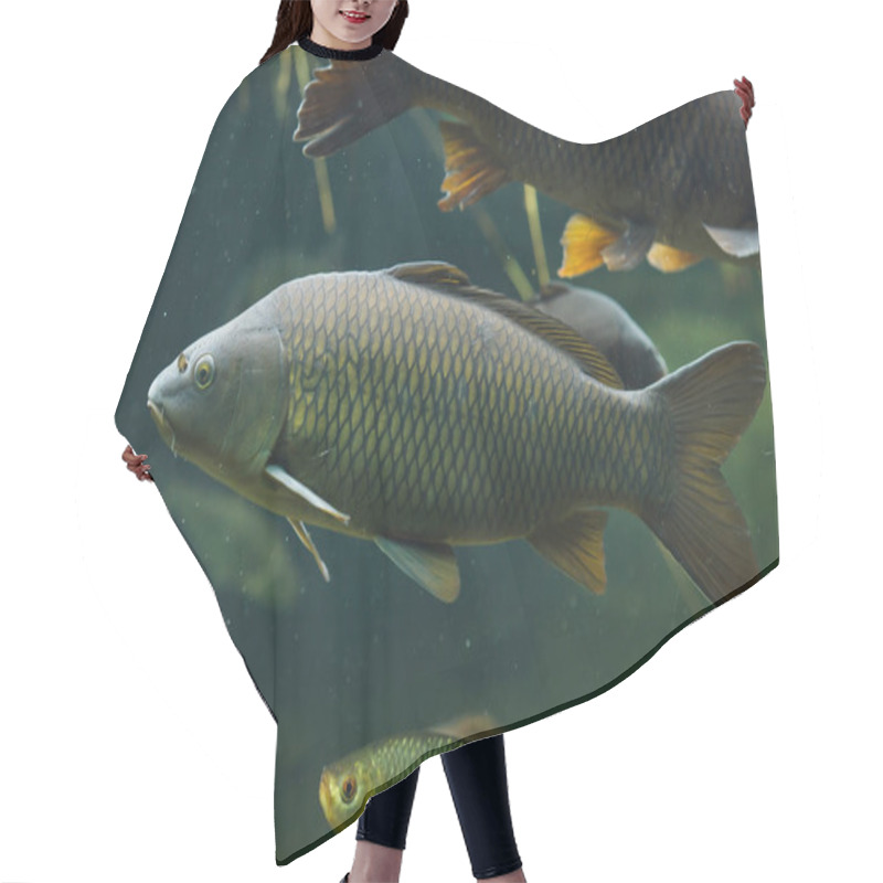 Personality  Wild Common Carps (Cyprinus Carpio).  Hair Cutting Cape