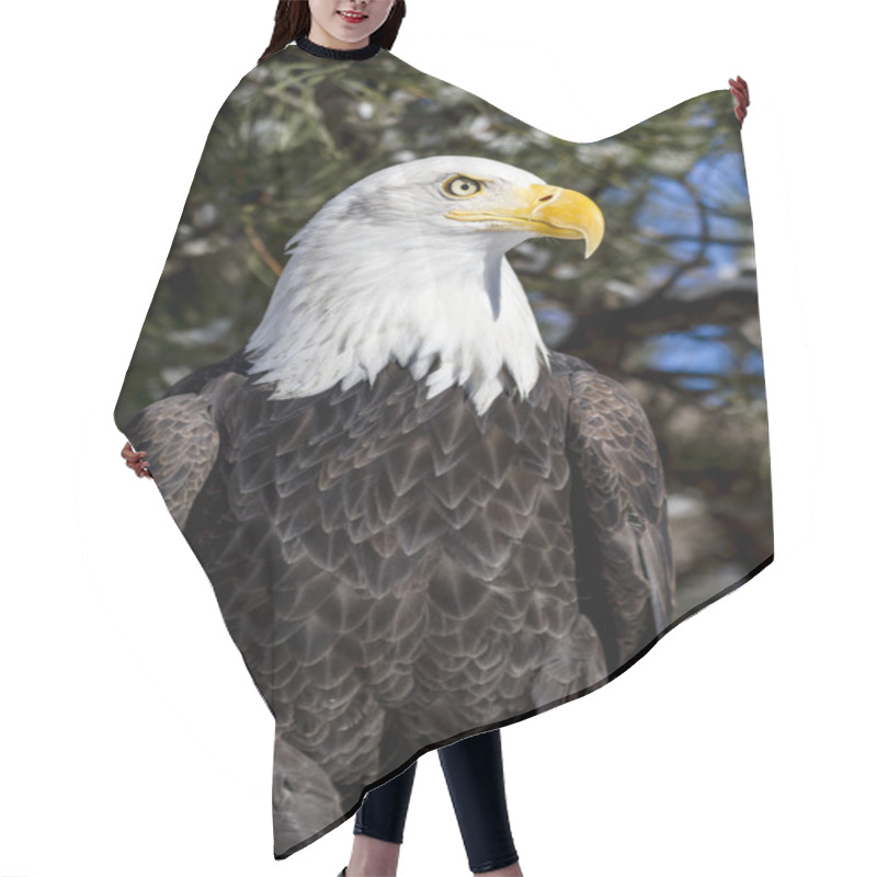 Personality  Bald Eagle On Sunny Winter Day Hair Cutting Cape