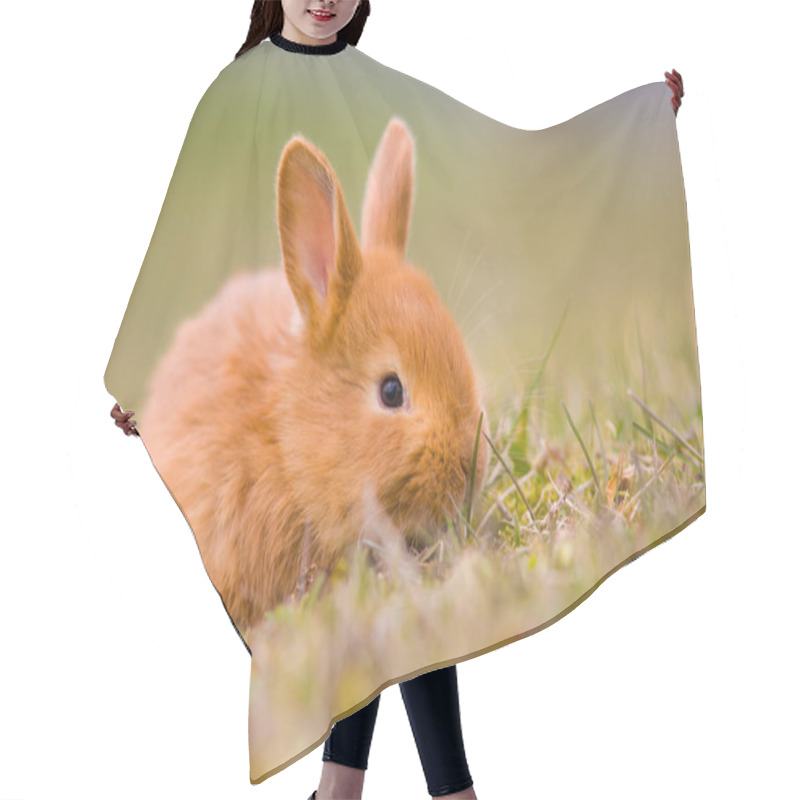 Personality  Easter Is Coming! Small Cute Bunny/hare/rabbit In Green Young Spring Grass, Symbol Of Easter And Spring - New Life Hair Cutting Cape