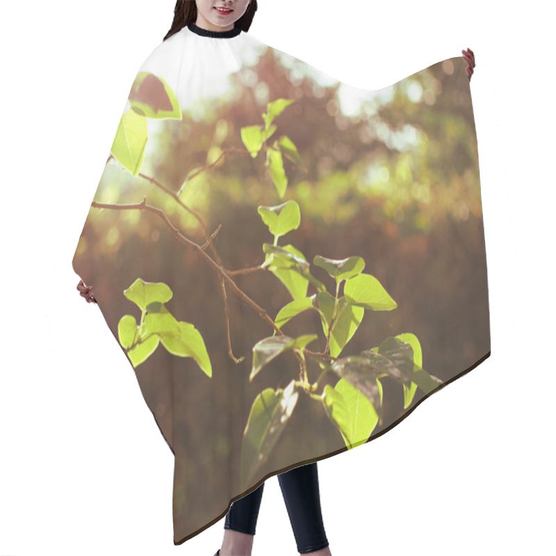 Personality  Green Tree Branch In The Forest Hair Cutting Cape