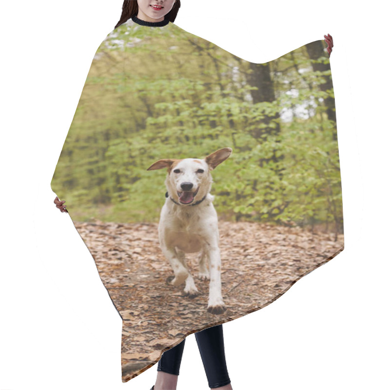 Personality  Image Of Active White Dog Running To Camera In Forest. Nature Photo Of Pets In Woods Hair Cutting Cape