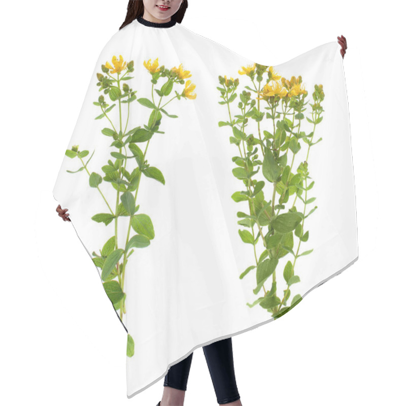 Personality  Plants On A White Background Isolated For Insertion Into The Design Template. Medicinal Plant. Hair Cutting Cape