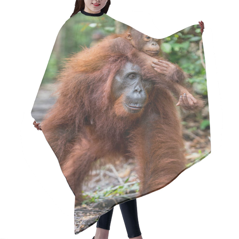 Personality  On A Mum`s Back. Cub Of Orangutan On Mother's Back In Green Rainforest. Natural Habitat. Bornean Orangutan (Pongo Pygmaeus Wurmbii) In The Wild Nature. Tropical Rainforest Of Borneo Island. Indonesia Hair Cutting Cape