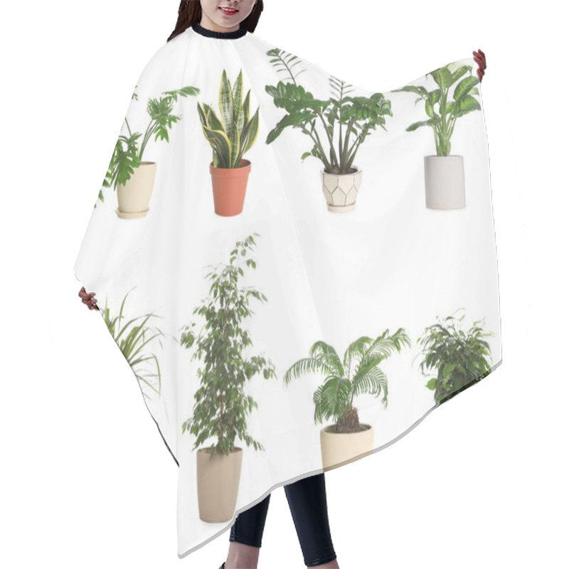 Personality  Set Of Different Houseplants In Flower Pots On White Background Hair Cutting Cape