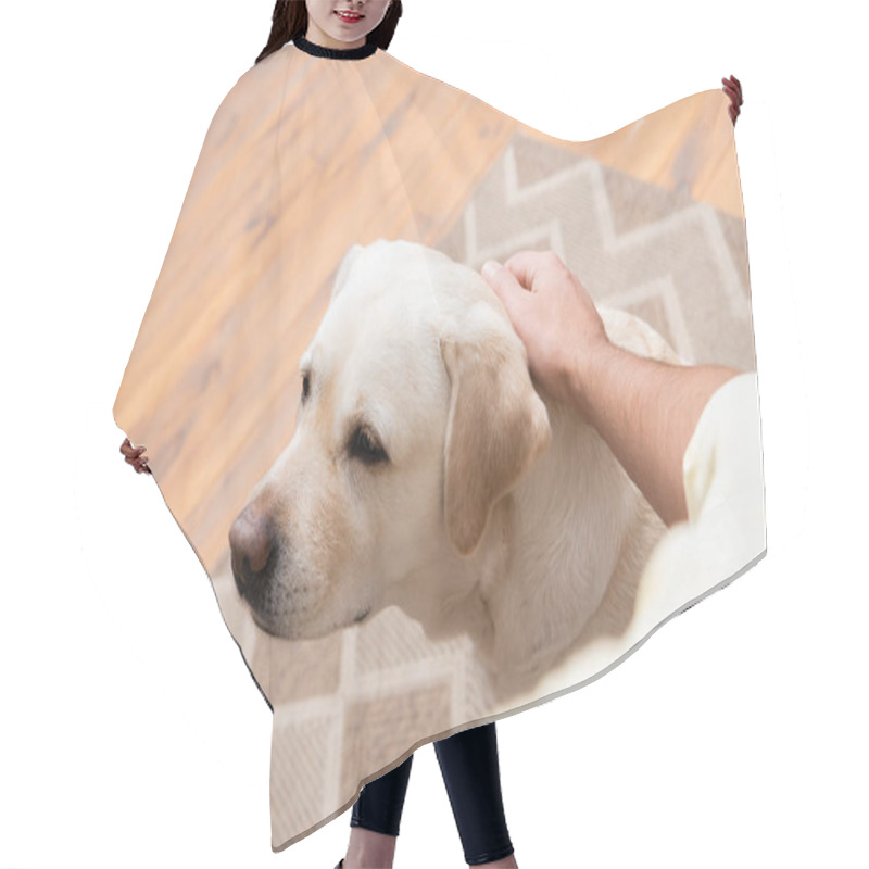 Personality  Partial View Of Man Petting Labrador Dog, Blurred Foreground Hair Cutting Cape