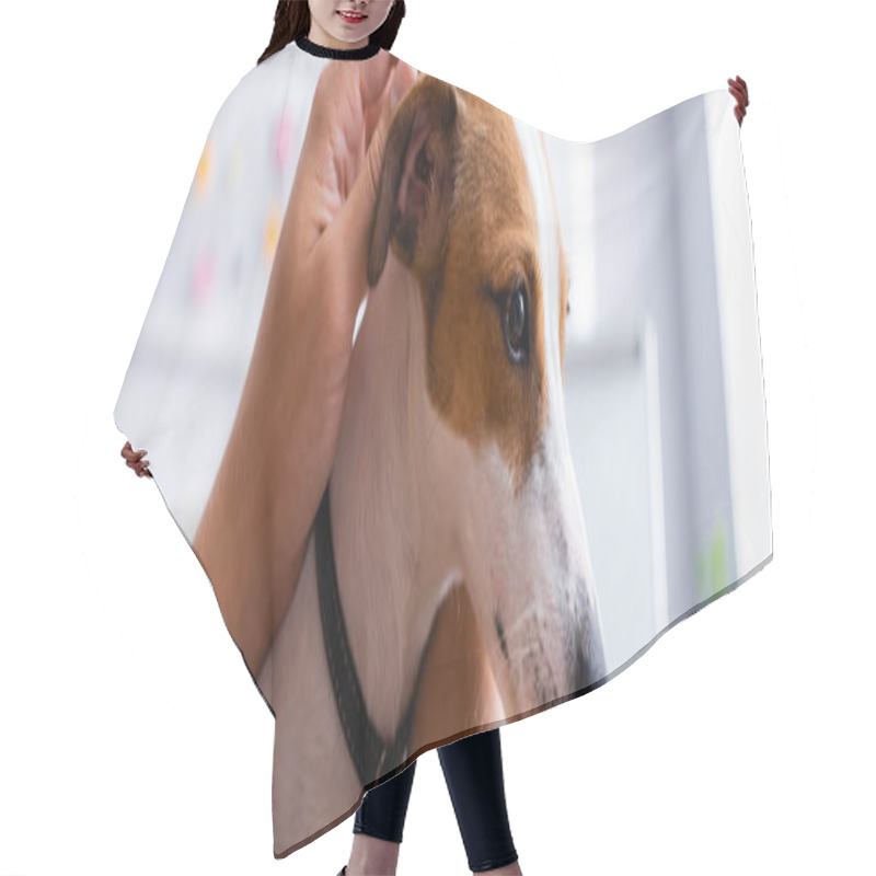 Personality  Partial View Of Businessman Touching Head Of Jack Russell Terrier Dog In Office, Panoramic Crop Hair Cutting Cape