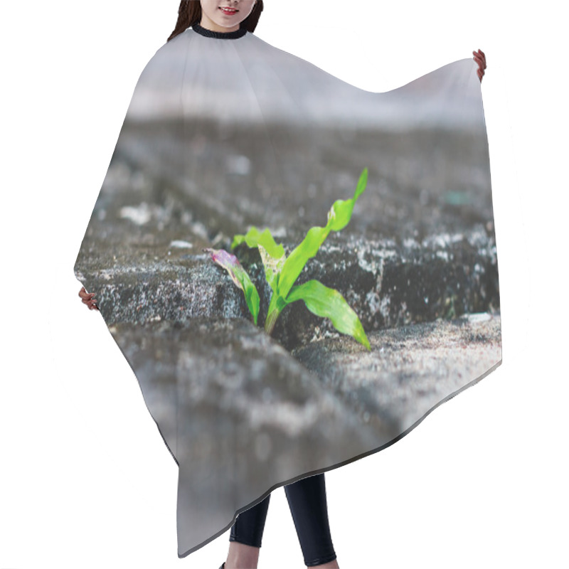 Personality  Green Grass Growing Through Crack Hair Cutting Cape