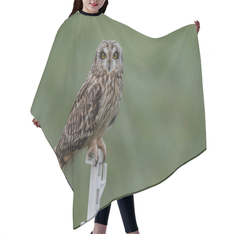 Personality  Short Eared Owl Hair Cutting Cape