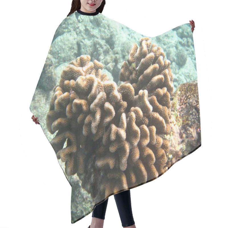 Personality  Hard Sea Corals Marine Life In Indian Ocean Maledives Hair Cutting Cape