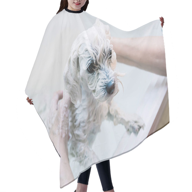 Personality  Woman Taking Care Of Her Little Dog. Washing An Adorable Maltese Under The Shower. Animals Hygiene Concept. Hair Cutting Cape