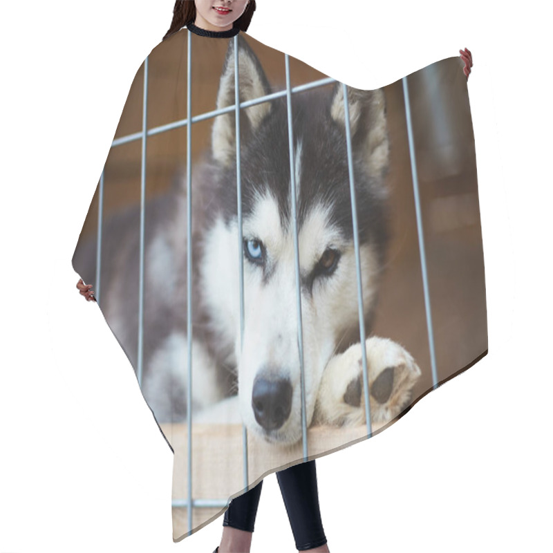 Personality  Dog Kennel With Siberian Husky. Hair Cutting Cape