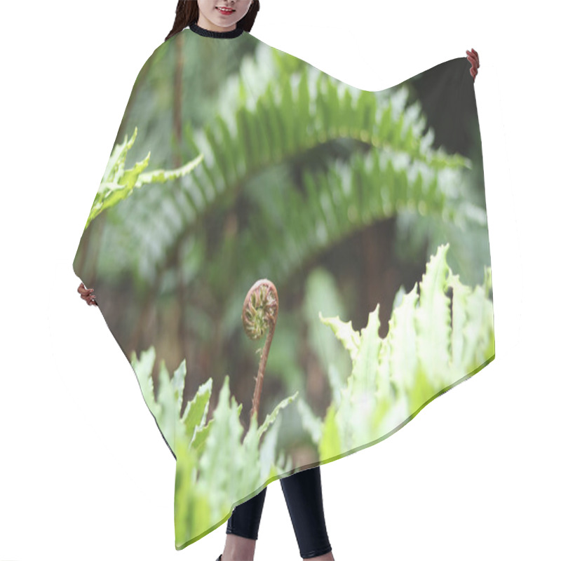 Personality  Young Fern Uncoiling Surrounded By Full Grown Leaves. High Quality Photo Hair Cutting Cape