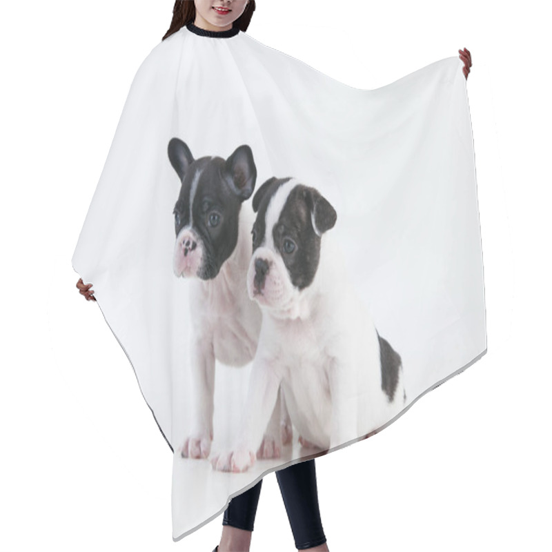 Personality  A Closeup Shot Of Cute Boston Terrier Puppies Hair Cutting Cape