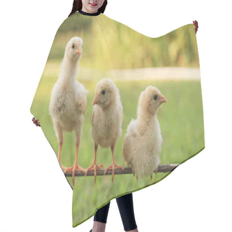 Personality  Group Of Small Chicks Hair Cutting Cape