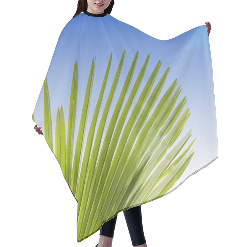 Personality  Single Green Palm Leaf (Livistona Rotundifolia Palme) Close-up In A Blue Sky Background. Hair Cutting Cape