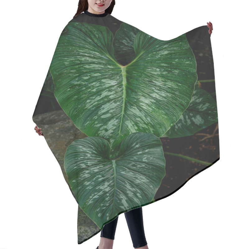 Personality  Anthurium Hair Cutting Cape