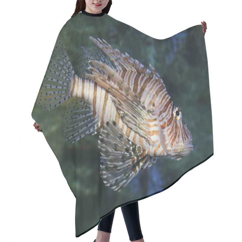 Personality  Marine Life, Sea Lionfish In Water, Aquatic Animal Hair Cutting Cape