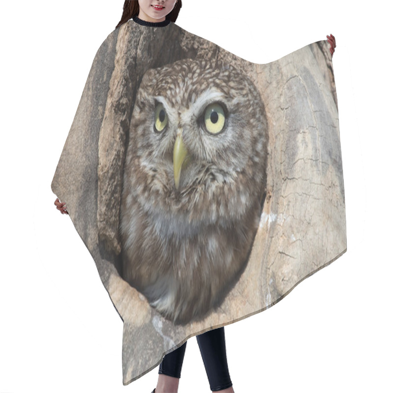 Personality  Little Owl (Athene Noctua) Hair Cutting Cape