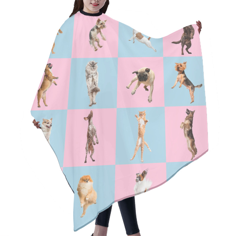 Personality  Stylish Dogs And Cats Posing. Cute Pets Happy. The Different Purebred Puppies And Cats. Creative Collage Isolated On Pink-blue Studio Background. Hair Cutting Cape