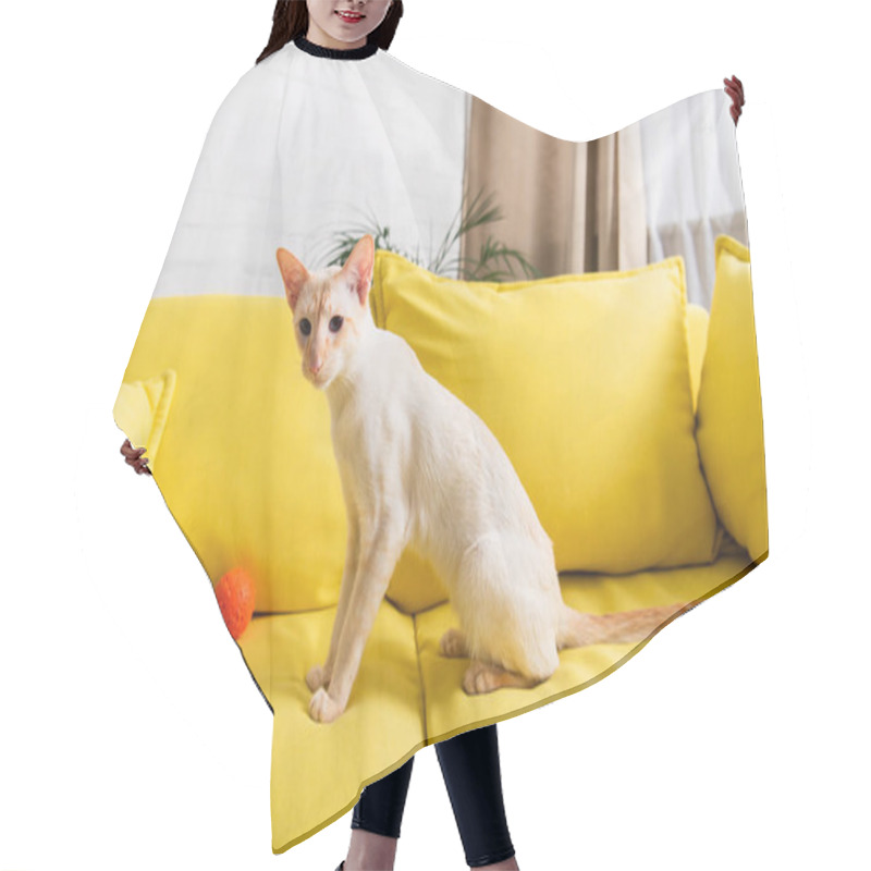 Personality  Oriental Cat Sitting Near Toy On Couch At Home  Hair Cutting Cape