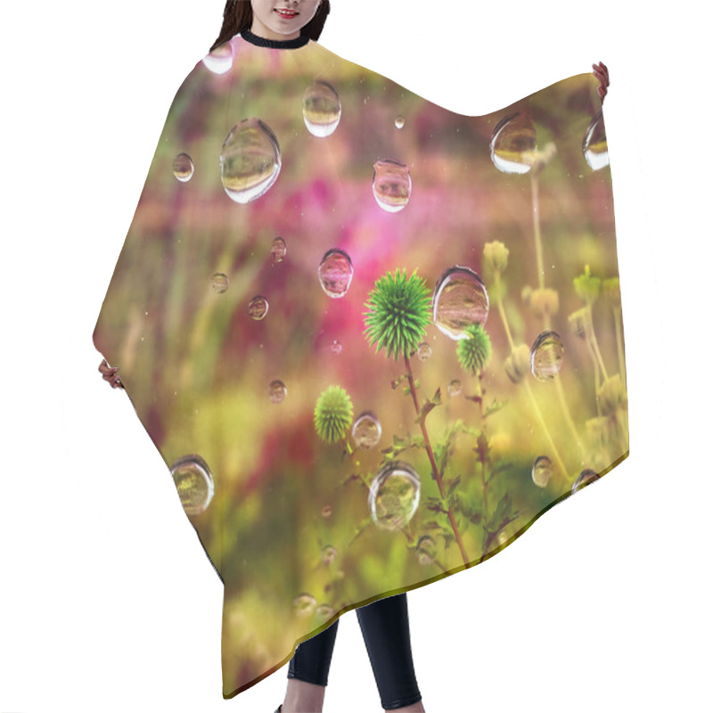 Personality  Wildflowers In Wild Nature In Rainy Day. Dreamy Floral Backdrop. Dry Prickly Green Globe Flower Head In A Meadow. Echinacea Dried Thistle Flower Bloom Hair Cutting Cape