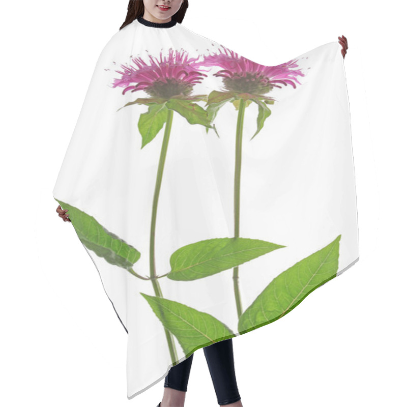 Personality  Oswego Tea Hair Cutting Cape