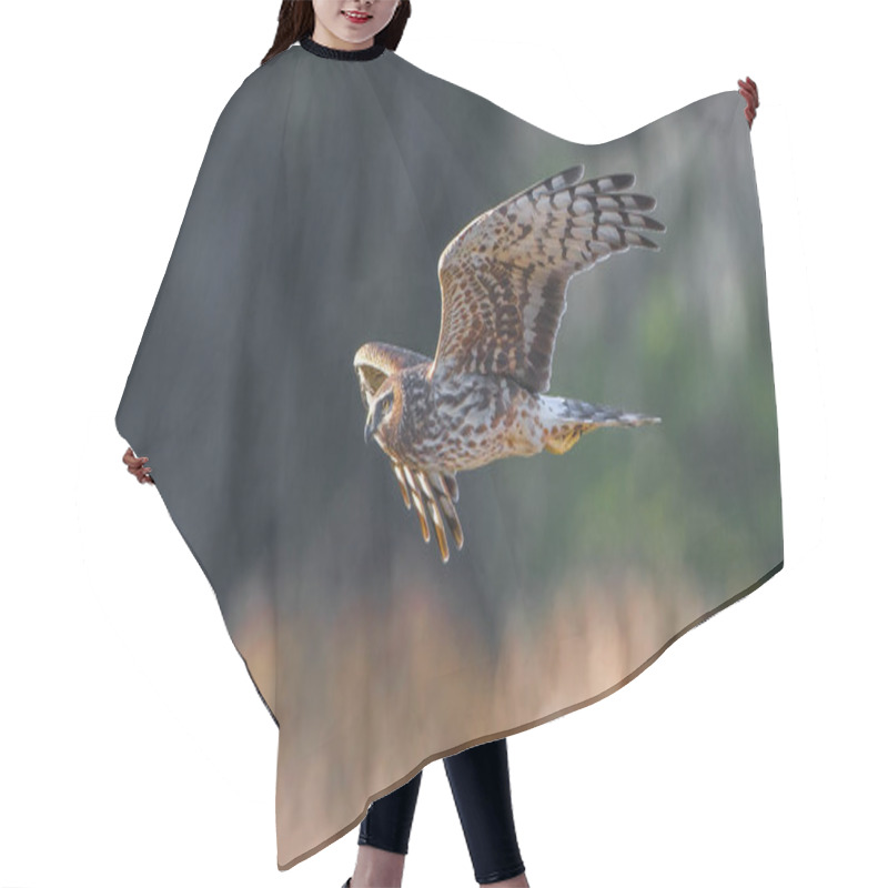 Personality  Emale Northern Harrier - Circus Hudsonius - In Flight Over Field, Evening Yellow Light Hair Cutting Cape