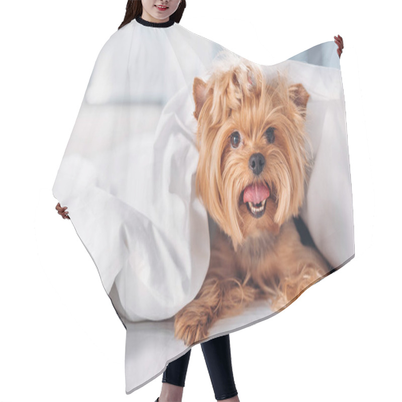 Personality  Close Up View Of Cute Little Yorkshire Terrier Lying On Bed Covered With Blanket Hair Cutting Cape