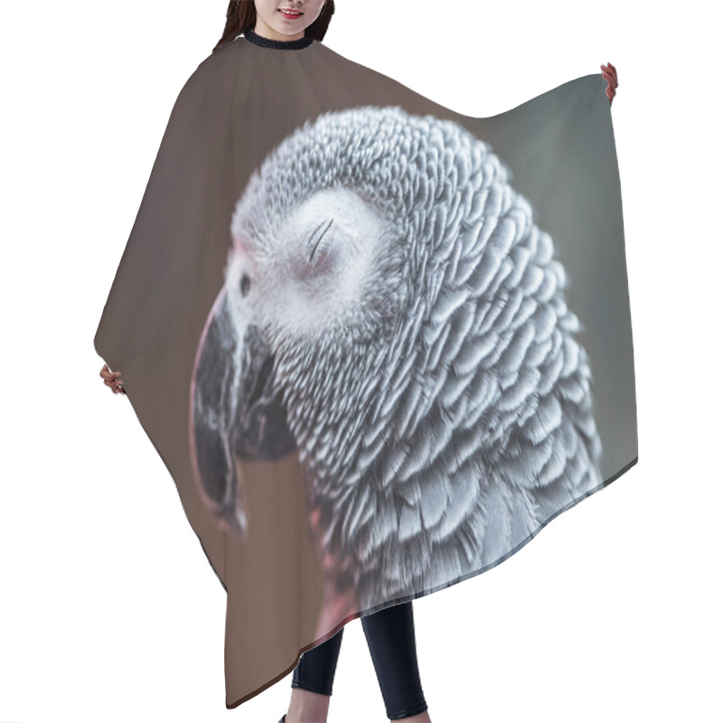 Personality  Close Up View Of Vivid Grey Exotic Fluffy Parrot With Closed Eye Hair Cutting Cape