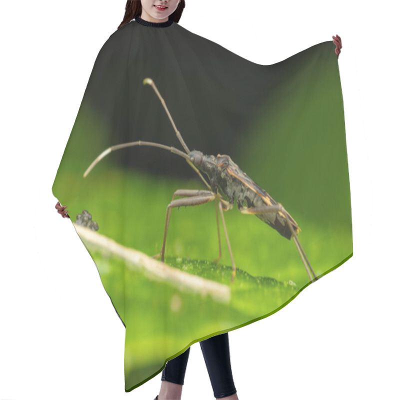 Personality  Nature Wildlife Insect Image Of Assassin Bugs Hair Cutting Cape