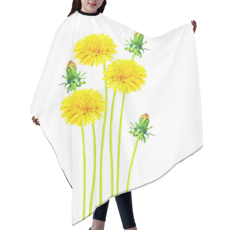 Personality  Fluffy Dandelion Flower Isolated On White Background. Hair Cutting Cape