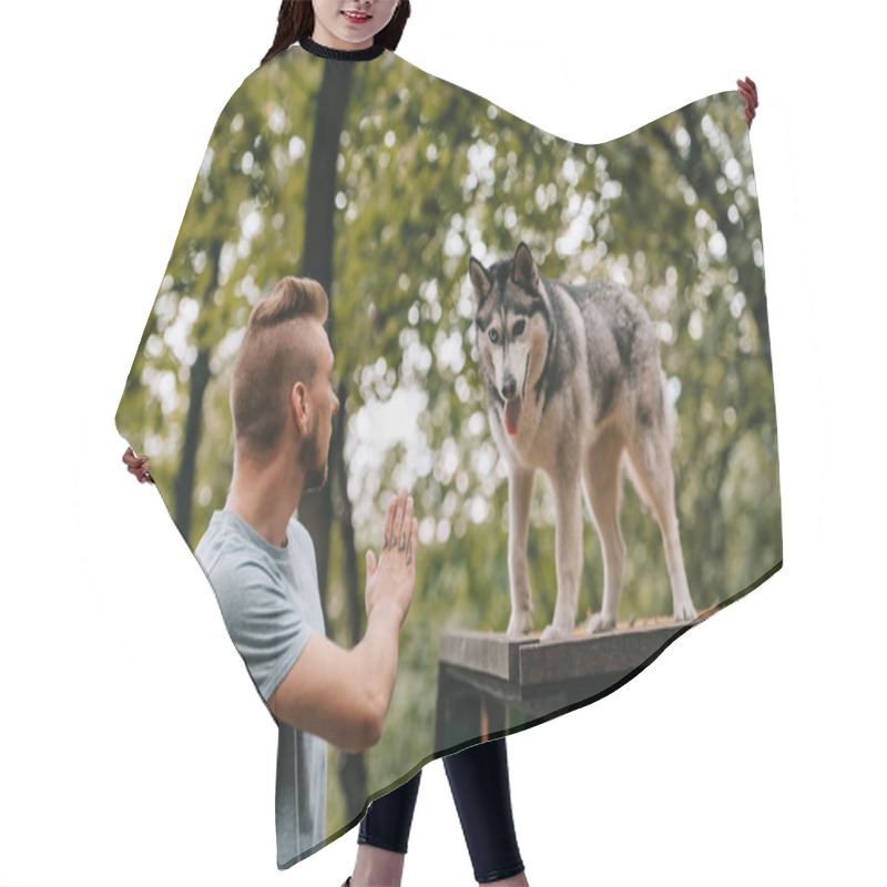 Personality  Cynologist Gesturing Command To Husky Dog On Obstacle Hair Cutting Cape