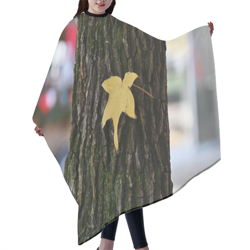 Personality  American Sweetgum ( Liquidambar Styraciflua ) Tree Autumn Leaves. Altingiaceae Deciduous Tree. Hair Cutting Cape