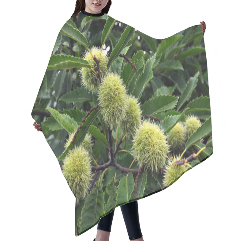 Personality  Chestnut Is Edible In A Prickly Plush Hair Cutting Cape