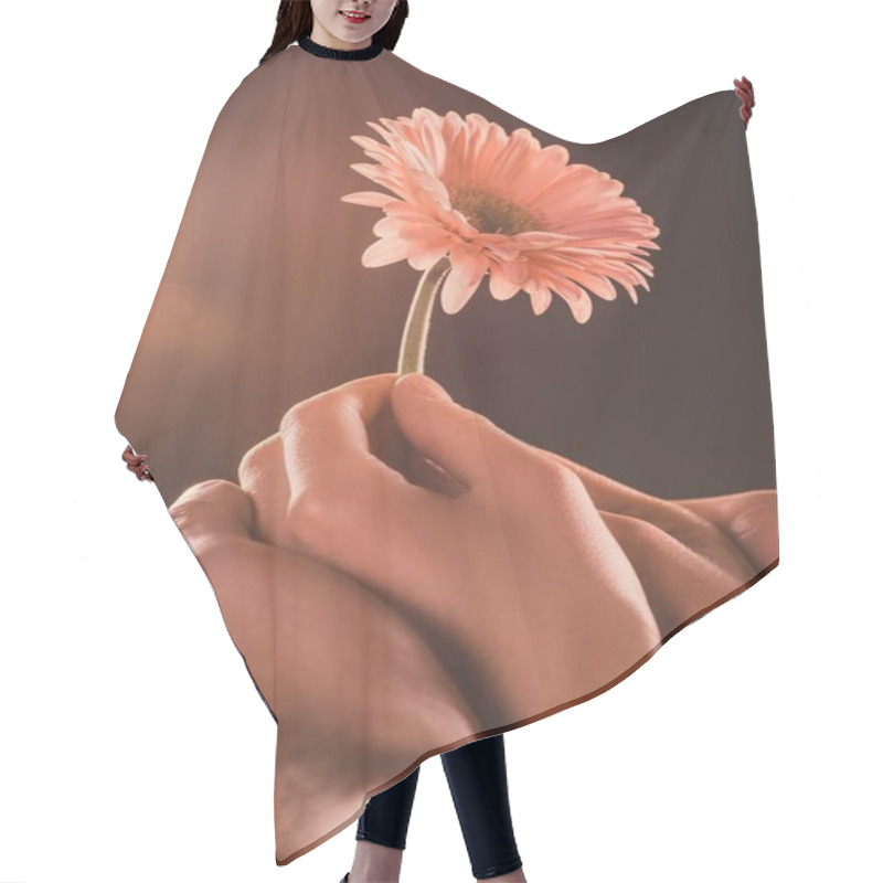 Personality  Cropped View Of Couple Holding Gerbera Flower, On Brown Hair Cutting Cape