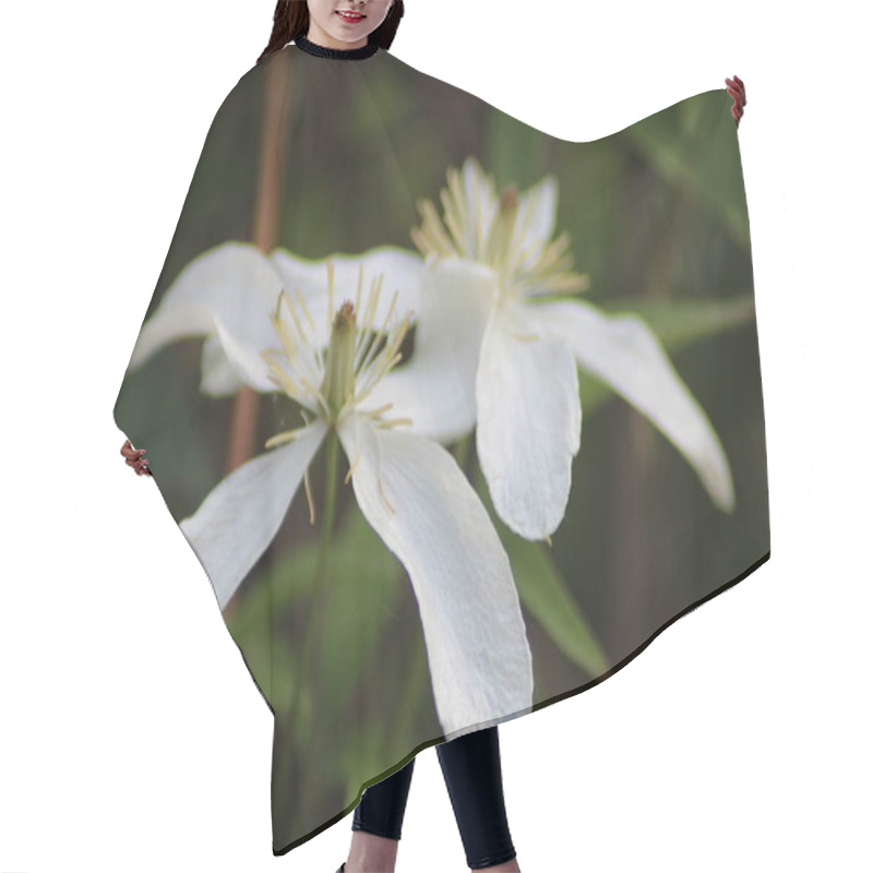 Personality  Two White Clematis Flowers Emerge Gracefully From Green Foliage In A Garden, Their Delicate Petals Illuminated By Gentle Spring Sunlight, Creating A Serene Atmosphere. Hair Cutting Cape